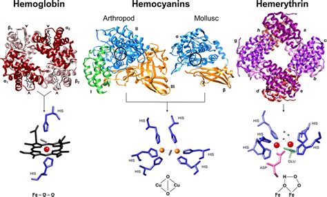 Three Major Classes Of Oxygen Transport Proteins Each Of The