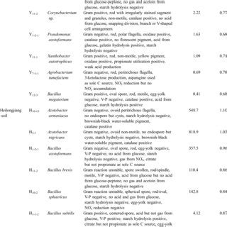 Acetylene Reduction Activities Of Nitrogen Fixing Bacteria Isolated