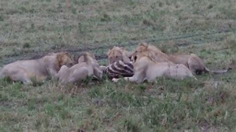 Lions Eating Zebra In Masaimara Youtube