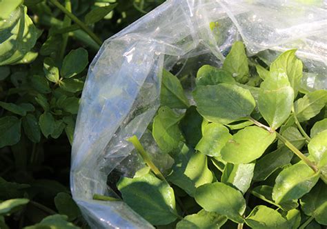 What Is Watercress Good For How To Identify And Harvest Wild Cress