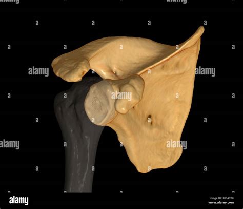 Ct Shoulder D Of Computed Tomography Volume Rendering Examination Of