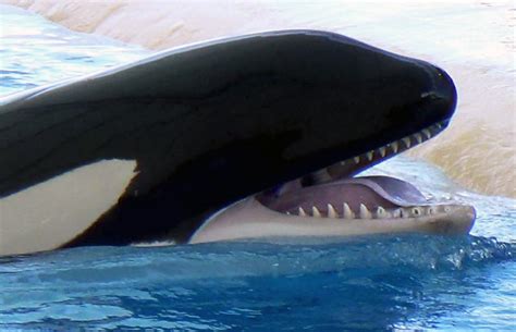 Orca Kohana Dies At Spains Loro Parque Seaworld Of Hurt