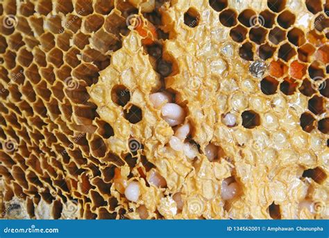 Larvae Of Bee In Honeycomb Stock Image Image Of Close 134562001