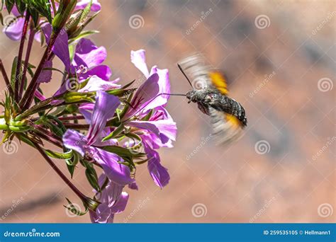 Hummingbird Hawk Moth Stock Image Image Of Hummingbird 259535105