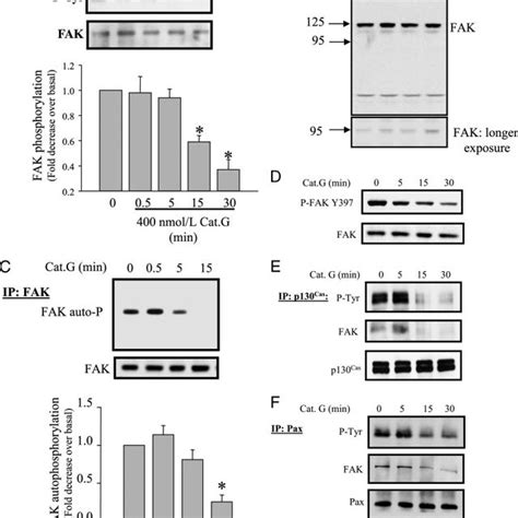 Cat G Decreases Tyrosine Phosphorylation And Activation Of FAK A FAK