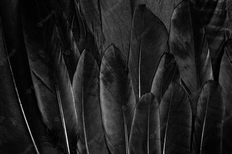 Download Free 100 Black Feather Wallpaper