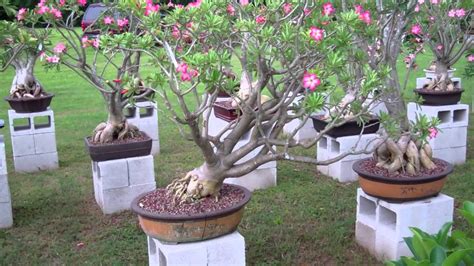 Desert Rose Bonsai YouTube