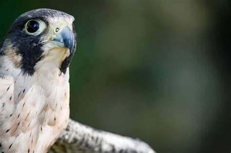 Falco Peregrinus Macho Ou Falc O Peregrino Uma Esp Cie De Ave