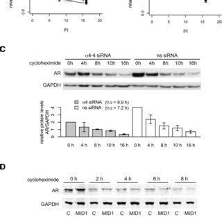 Ar Mrna And Protein Turnover In Response To Mid Or A Real Time