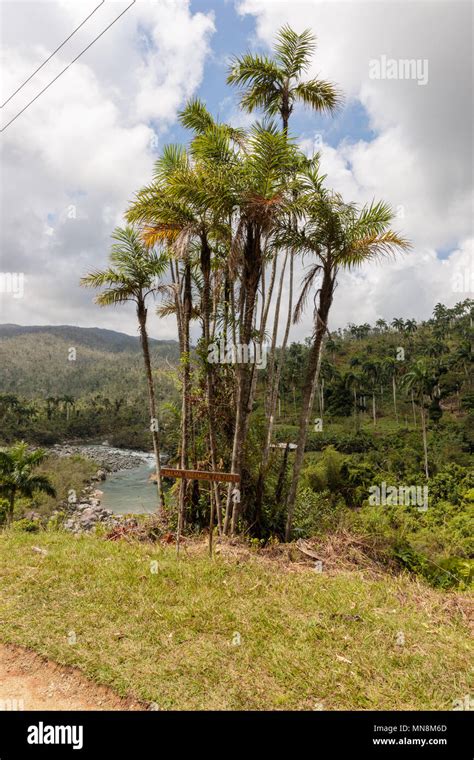 Palm And Sign With The Palm Name And River In The Backgraund In