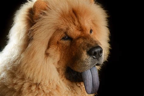 Chow Chow Temperamento Caracter Sticas Comportamiento Origen