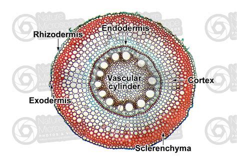 Zea Mays Corn Polyarch Root Transverse Section 64x Zea Mays Corn