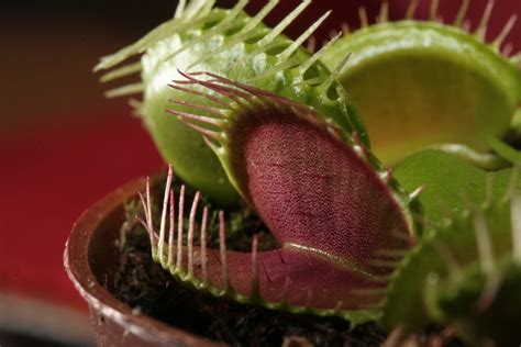 Caring For A Venus Fly Trap The Zen Succulent Durham S Neighborhood