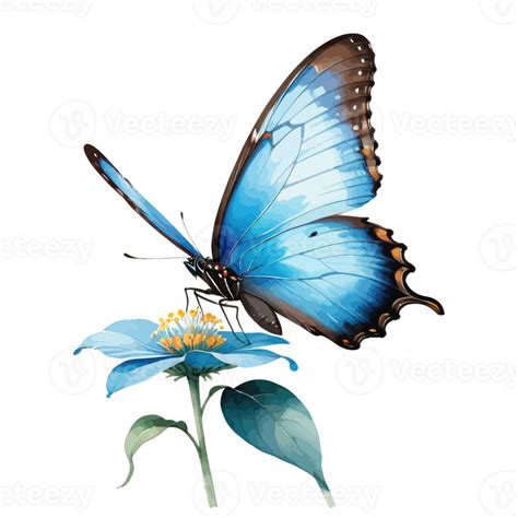 Watercolor Clipart Blue Morpho Butterfly On Blue Flower 36878276 Png