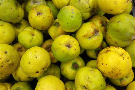 How To Grow And Care For Fruiting Quince Gardeners Path