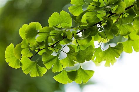 4 Amazing Benefits Of Ginkgo Biloba