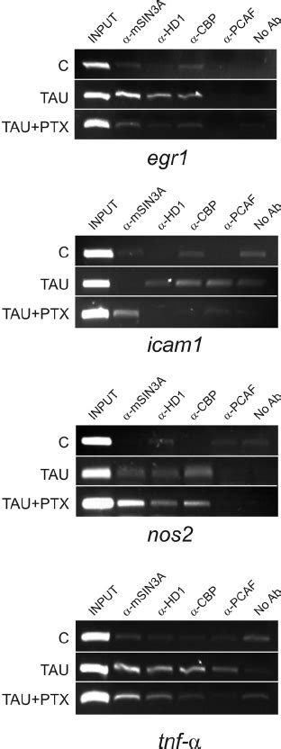 Binding Of Histone Deacetylases MSin3A And HD1 And Histone