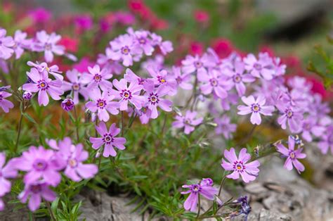 Carpet Phlox