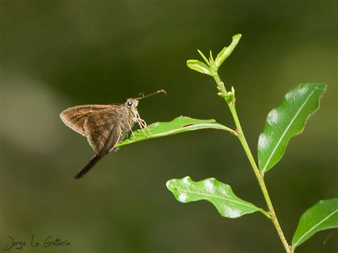 Coludo Simple Urbanus Simplicius Ecoregistros