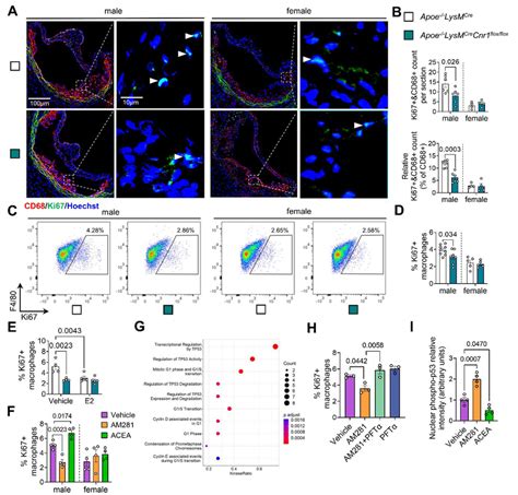 Role Of Cb1 And Biological Sex In Macrophage Proliferation A Download Scientific Diagram