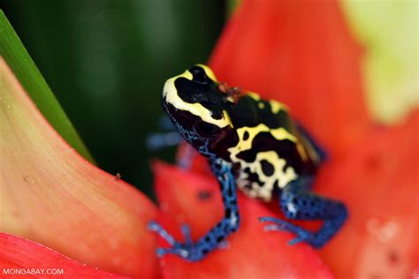 Dyeing Arrow Poison Frog Dendrobates Tinctorius