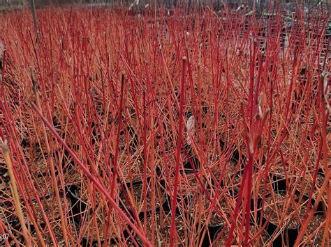 Cornus Sanguinea Annys Winter Orange