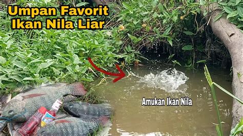 Umpan Favorit Mancing Ikan Nila Liar Di Musim Kemarau Youtube