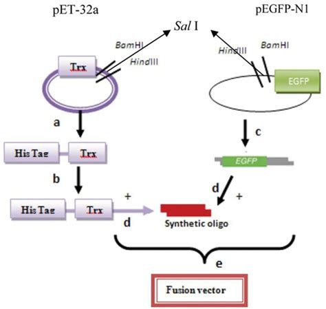 Schematic Diagrams Of Construction The Fusion Vectors A Digestion