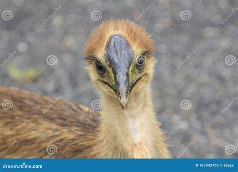 Baby Cassowary