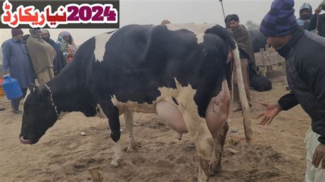 World Amazing Biggest Udder Cow In Pakistan Bakra Mandi Pakistan