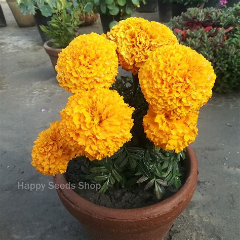 Marigold Inca F1 Hybrid Mix Happy Seeds Shop