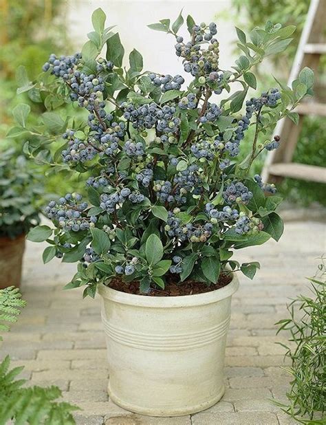 Everything About Growing Blueberries In Pots Cultivo De Hortalizas