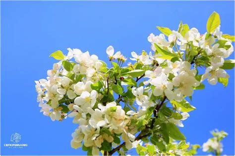 Descubre Cuándo Es El Día De La Primavera En Perú Noviembre 2024