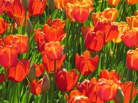 Banco de imagens plantar flor pétala tulipa vermelho Tulipas