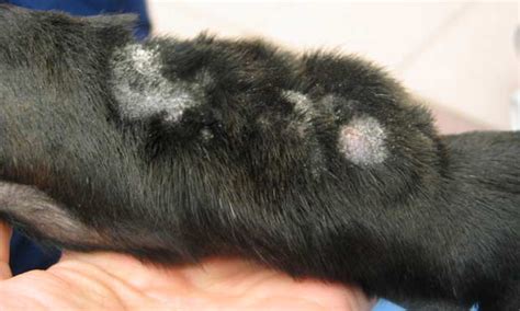 Acral Lick Dermatitis Veterinar Karlsruhe Centar Za Male Ivotinje