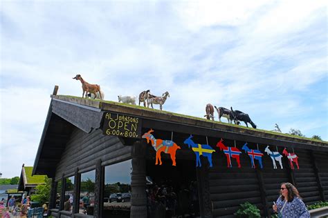 Grazing Goats On A Restaurant Roof Goat Journal