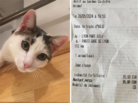 SNCF à Lyon elle reçoit une amende pour son chat dépourvu de billet