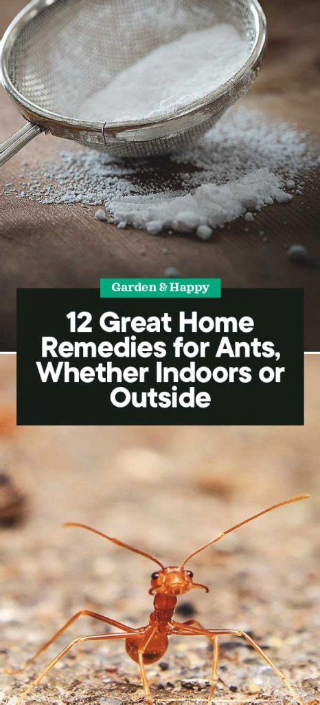 12 Great Home Remedies For Ants Whether Indoors Or Outside Garden And Happy