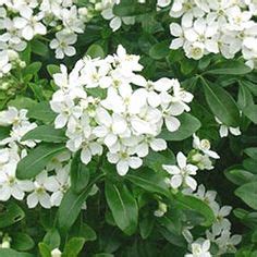 Laurier Tin Viburnum Tinus Avec Boutons Floraux Et Fleurs Photo