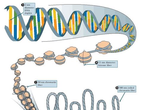 Por Ciencia Infusa ¿cómo Se Encuentra El Adn En La Célula Adn Iii