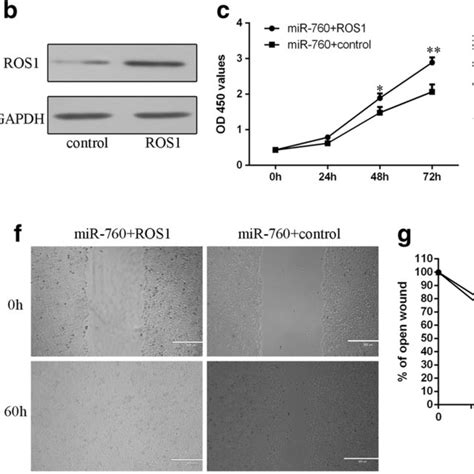 Mir 760 Suppressed The Nsclc Cell Proliferation Cell Cycle And Download Scientific Diagram