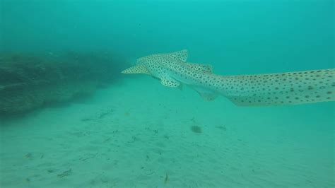 Leopard Shark At Tassie Iii Byron Bay Youtube