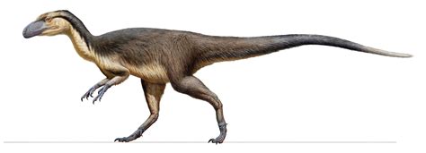 First evidence of feathered polar dinosaurs found in Australia