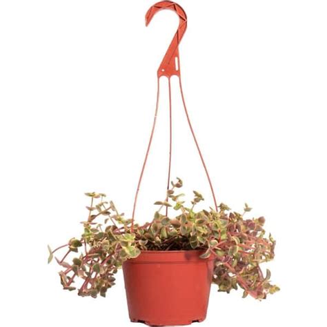 Shop Succulents Calico Kitten Hanging Succulent Crassula Pellucida