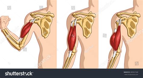 3 Ulna Bicep Tear Images Stock Photos 3D Objects Vectors