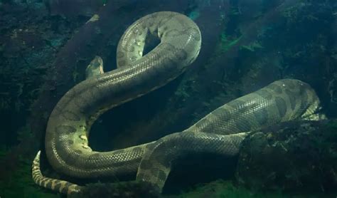 Una Nuova Specie Emergente L Anaconda Gigante Della Foresta Amazzonica