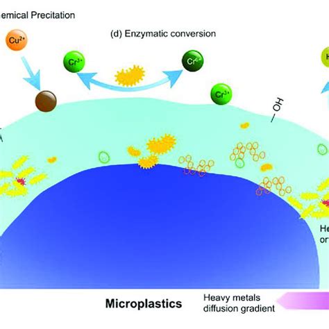 Interactions Between Microplastics And Heavy Metals In Aquatic