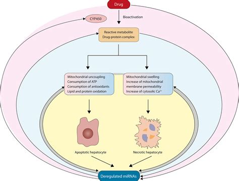 Micrornas In Drug Induced Liver Injury