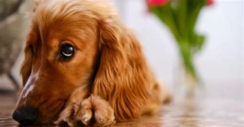 English Cream Dachshund The Little Cutest Companion