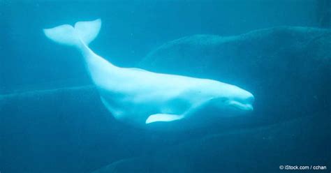 Diving Behavior of Arctic Beluga Whales Revealed